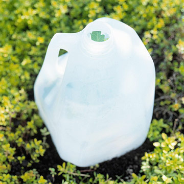 10 bí quyết trồng cà chua tại nhà mau lớn - 9