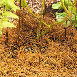 10 bí quyết trồng cà chua tại nhà mau lớn - 10