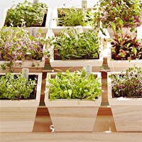 10 bí quyết trồng cà chua tại nhà mau lớn - 16