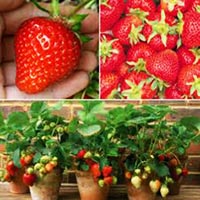 10 bí quyết trồng cà chua tại nhà mau lớn - 18