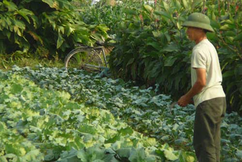 Rau trái vụ lao đao vì nghi hàng Trung Quốc - 1