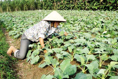 Rau trái vụ lao đao vì nghi hàng Trung Quốc - 2