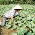 Mua sắm - Giá cả - Rau trái vụ lao đao vì nghi hàng Trung Quốc