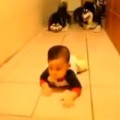 Clip Eva - Ngộ nghĩnh hai chú chó thi bò cùng bé
