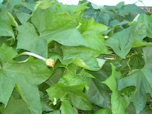 Phụ nữ Nhật làm đẹp bằng... mướp - 2