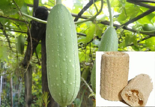 Phụ nữ Nhật làm đẹp bằng... mướp - 5