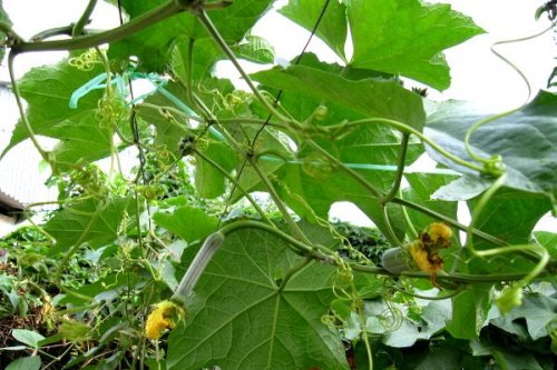 Phụ nữ Nhật làm đẹp bằng... mướp - 3