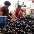 Tin tức - Cấm nuôi ốc bươu vàng vì dịch hại