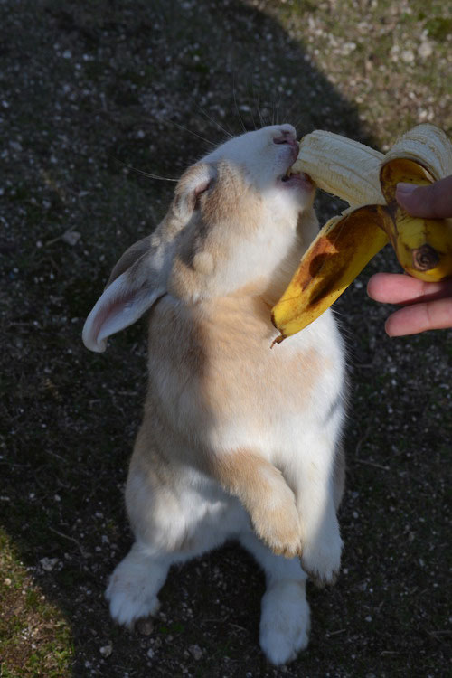 Chiêm ngưỡng cuộc sống trên hòn đảo thỏ