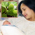 Bà bầu - Lá mít – “Thuốc tiên” cho mẹ sau sinh