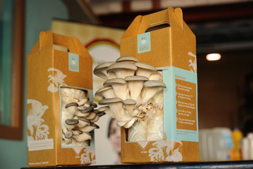 3 loại rau củ dễ trồng tại nhà - 7