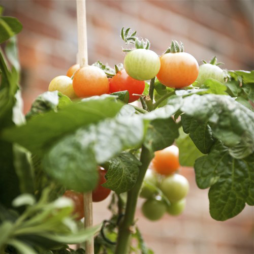 3 loại rau củ dễ trồng tại nhà - 3