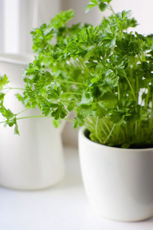 3 loại rau củ dễ trồng tại nhà - 4