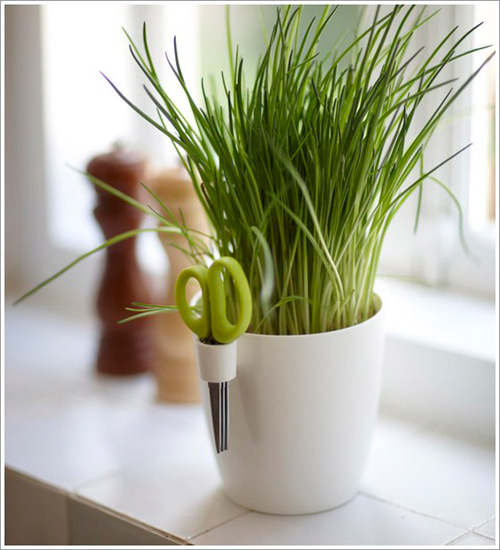 3 loại rau củ dễ trồng tại nhà - 5