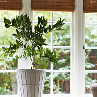 3 loại rau củ dễ trồng tại nhà - 9