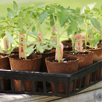 3 loại rau củ dễ trồng tại nhà - 10