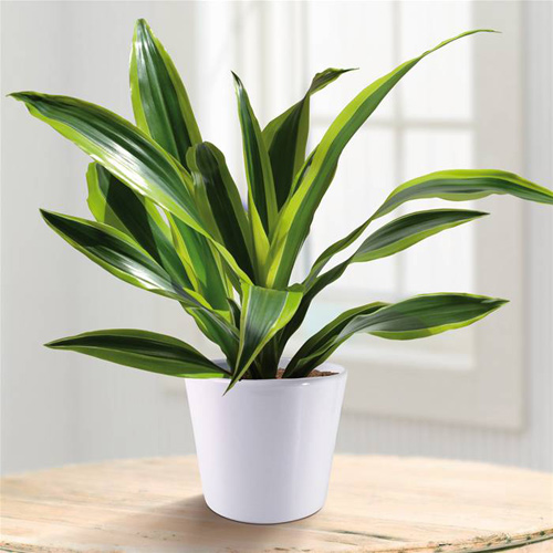 9 loại cây cảnh hút khí độc cực tốt - 2