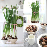 9 loại cây cảnh hút khí độc cực tốt - 18