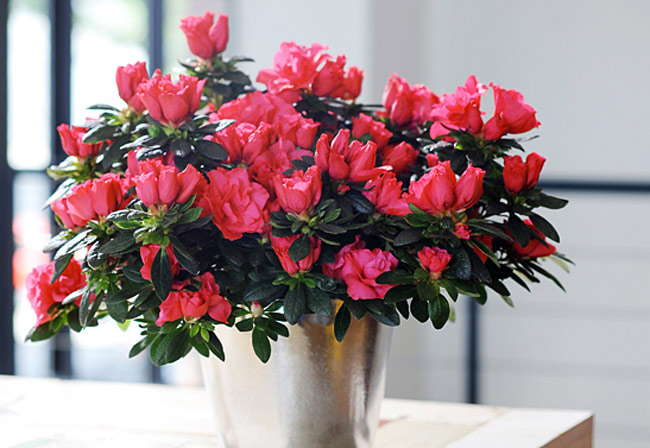 3. Hoa đỗ quyên:

Hoa đỗ quyền rất dễ trồng, um tùm hoa lá và có gai. Vào mỗi dịp Tết, hoa đỗ quyên rất được ưa thích trưng bày trong nhà.
