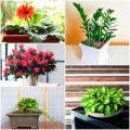 Nhà đẹp - 10 cây cảnh giúp tiền vào như nước