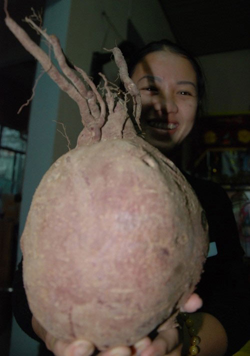 Củ khoai lang có hình thù lạ - 1
