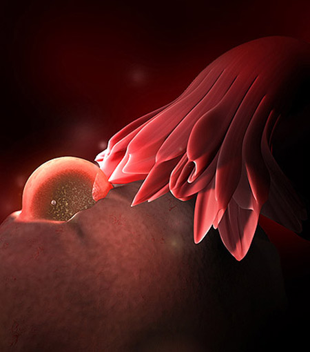 Thai nhi 3 tuần: Mầm sống bắt đầu - 1