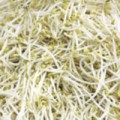 Mua sắm - Giá cả - Giá đỗ dùng thuốc “kích” thích tích lũy độc tố
