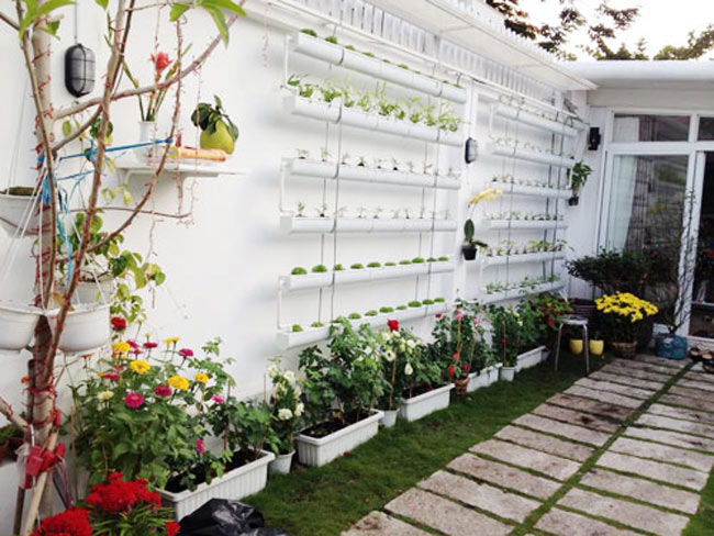 Ngoài trồng các loại cây, hoa, Vũ Thu Phương còn dành khoảng trống tường để trồng cả rau.
