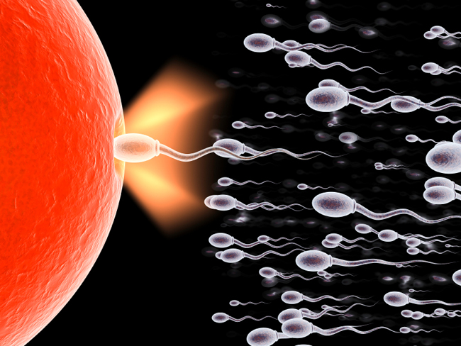 Mỗi lần một nam giới xuất tinh có khoảng 20 - 100 triệu con tinh trùng được 'bắn' vào cổ tử cung phụ nữ.

BÀI LIÊN QUAN:

Thai nhi 4 tuần: Mẹ chờ đợi phép màu

Thai nhi 1 & 2 tuần: Sẵn sàng thụ thai

Top thực phẩm “đầu độc” thai nhi

Video 'độc': Sự hình thành tai, mắt thai nhi

“Chết cười” ngắm thai nhi tạo dáng

4 cách tính ngày trứng rụng cực chuẩn

Trứng và tinh trùng sống được bao lâu?
