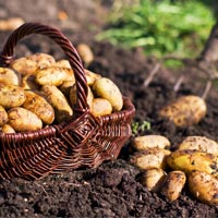 Làm chậu cây xinh trồng rau trong bếp - 6