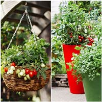 Làm chậu cây xinh trồng rau trong bếp - 11