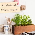 Nhà đẹp - Làm chậu cây xinh trồng rau trong bếp