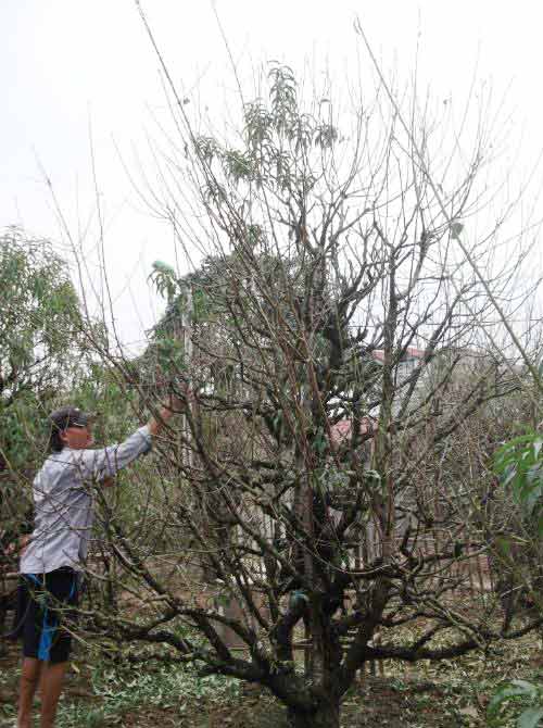 Đào quot;đại giaquot;, giá khủng rục rịch đón Tết - 2