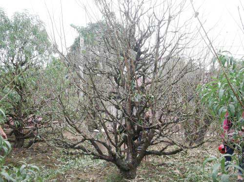 Đào quot;đại giaquot;, giá khủng rục rịch đón Tết - 1