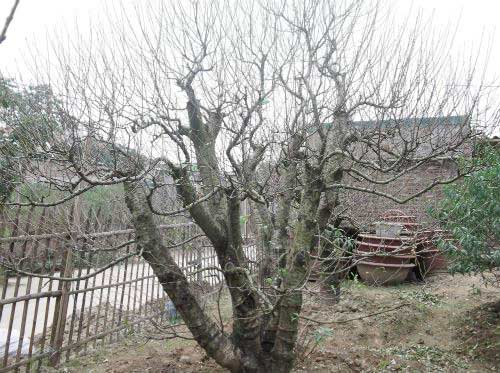 Đào quot;đại giaquot;, giá khủng rục rịch đón Tết - 3