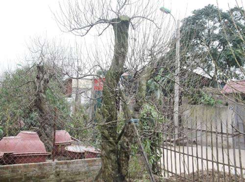 Đào quot;đại giaquot;, giá khủng rục rịch đón Tết - 4