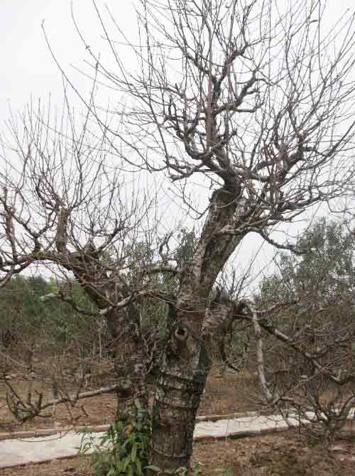 Đào quot;đại giaquot;, giá khủng rục rịch đón Tết - 5