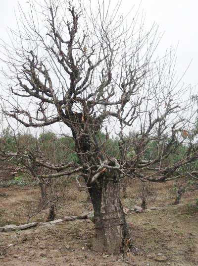 Đào quot;đại giaquot;, giá khủng rục rịch đón Tết - 6