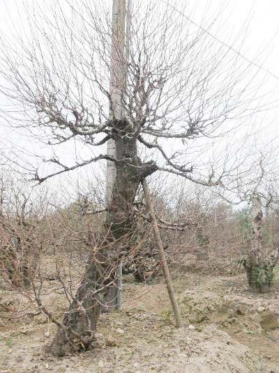 Đào quot;đại giaquot;, giá khủng rục rịch đón Tết - 7