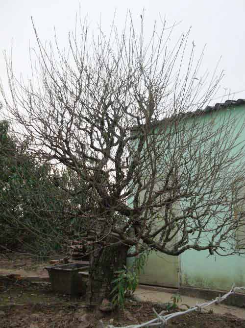 Đào quot;đại giaquot;, giá khủng rục rịch đón Tết - 8