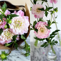 Cắm hoa hồng nhung quot;vẫy gọiquot; Noel - 13