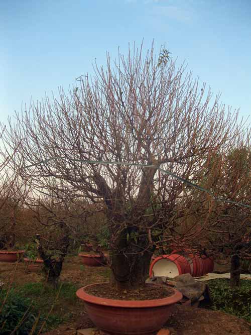 Đến Nhật Tân săn đào “khủng” hàng chục triệu - 1