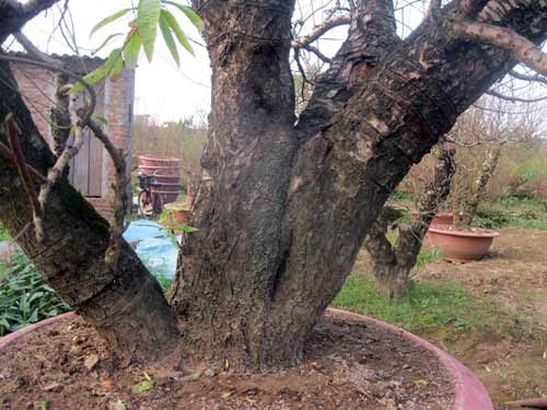 Đến Nhật Tân săn đào “khủng” hàng chục triệu - 2