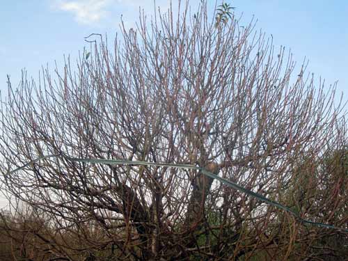 Đến Nhật Tân săn đào “khủng” hàng chục triệu - 3