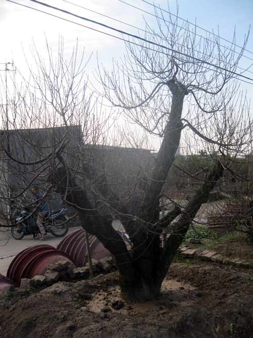 Đến Nhật Tân săn đào “khủng” hàng chục triệu - 4