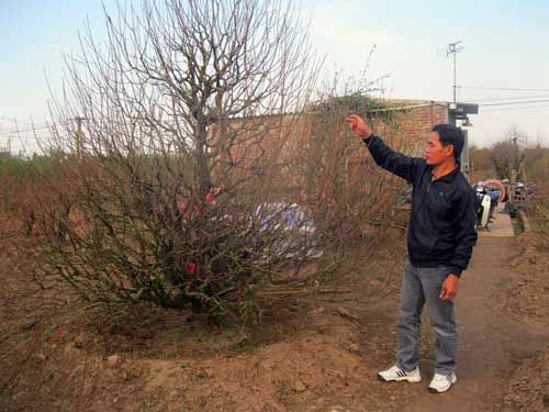 Đến Nhật Tân săn đào “khủng” hàng chục triệu - 5