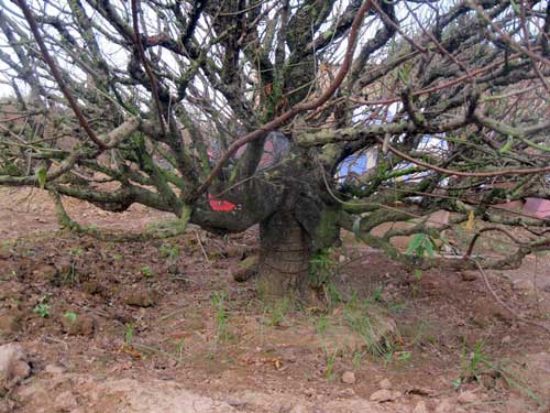 Đến Nhật Tân săn đào “khủng” hàng chục triệu - 6