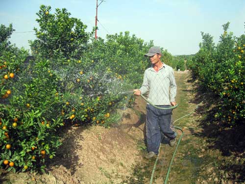 Đến Nhật Tân săn đào “khủng” hàng chục triệu - 9