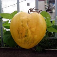 Quà 'độc' cho ngày Tết