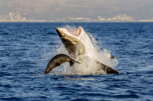 Nhiếp ảnh gia David Jenkin chụp được khoảnh khắc chú cá mập phi thân lên mặt nước trong hành trình săn bắt mồi tại Đảo Seal, Nam Phi vào ngày 26/7/2013. Cá mập luôn là nỗi kinh hãi với loài hải cẩu.
